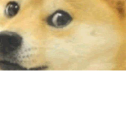 The Doge Obstical Course