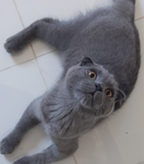 Ivory Cat