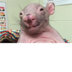 Wombat de Xonnek