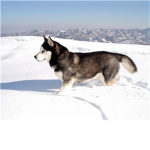 husky club
