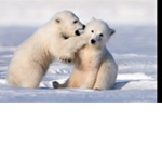 Cute Bear Gang