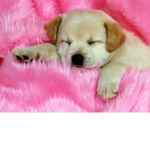 Da Puppi Club
