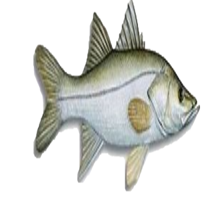 fish 8 Roblox decal