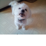 Puppy ##### And CutieKawaii Group