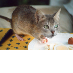 RatCat Clothing