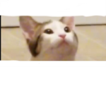Cat empire 2.0