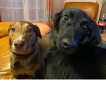 la mega team des chiens