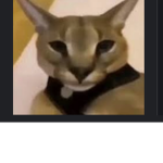 Hecker’s cat secret group