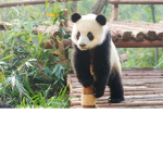 Panda Army {Official Group}
