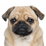 ###'# Pug ##### Group