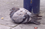 The fat pigeon crew