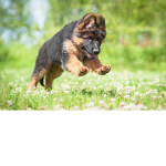 Cute animals for life