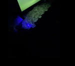 Xlx-youngboy-xlX
