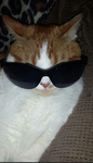 AEStHTIC CAT
