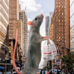 Team-rats Group Thumbnail