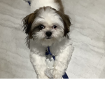 RICHIE MY DOGGY YEEEEEK!!!!!!!