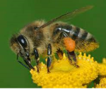 sussy bee game group thing