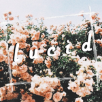 l u c i d.