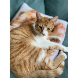 Cat <3
