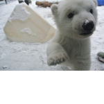 Les ours blanc