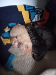 Join the group if you like cat