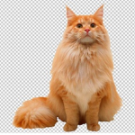 Animal ^-^