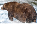 Thefatbear squad