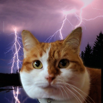 Animals Power!