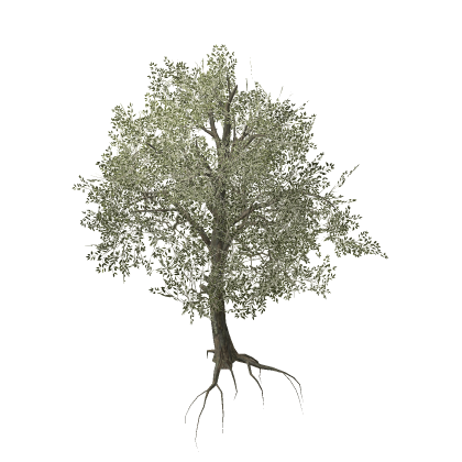 [UPDATE] Enhanced  Realistic Tree Mesh Forest Jung