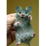 MouseySquad