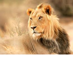 the fun animal group