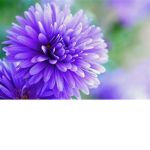 Royale High Blossoms