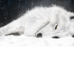 Icefox