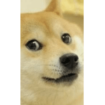 Doge forever 10