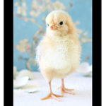 the chicken group!!