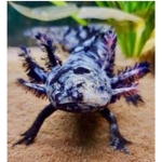 Axolotl club!!!