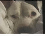 Best dog daisy was my frend