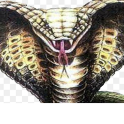 Strictors Boot Camp