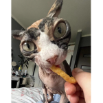 winkle roo