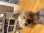 Gizmo the chewing puppy!