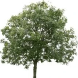 Best Nature Forest icon