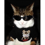 super kitten’s