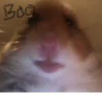 Staring Hamster Fan Club