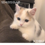 xoau