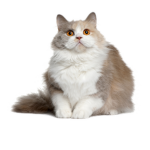 Fat Cat Development Team