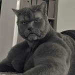 Cat Munchkins :3