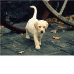 Puppies are great group