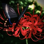 - Spider Lily -