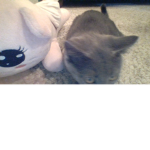 Julia's cat!!! Meow meow meow