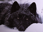 Wolves for ever!!!!!